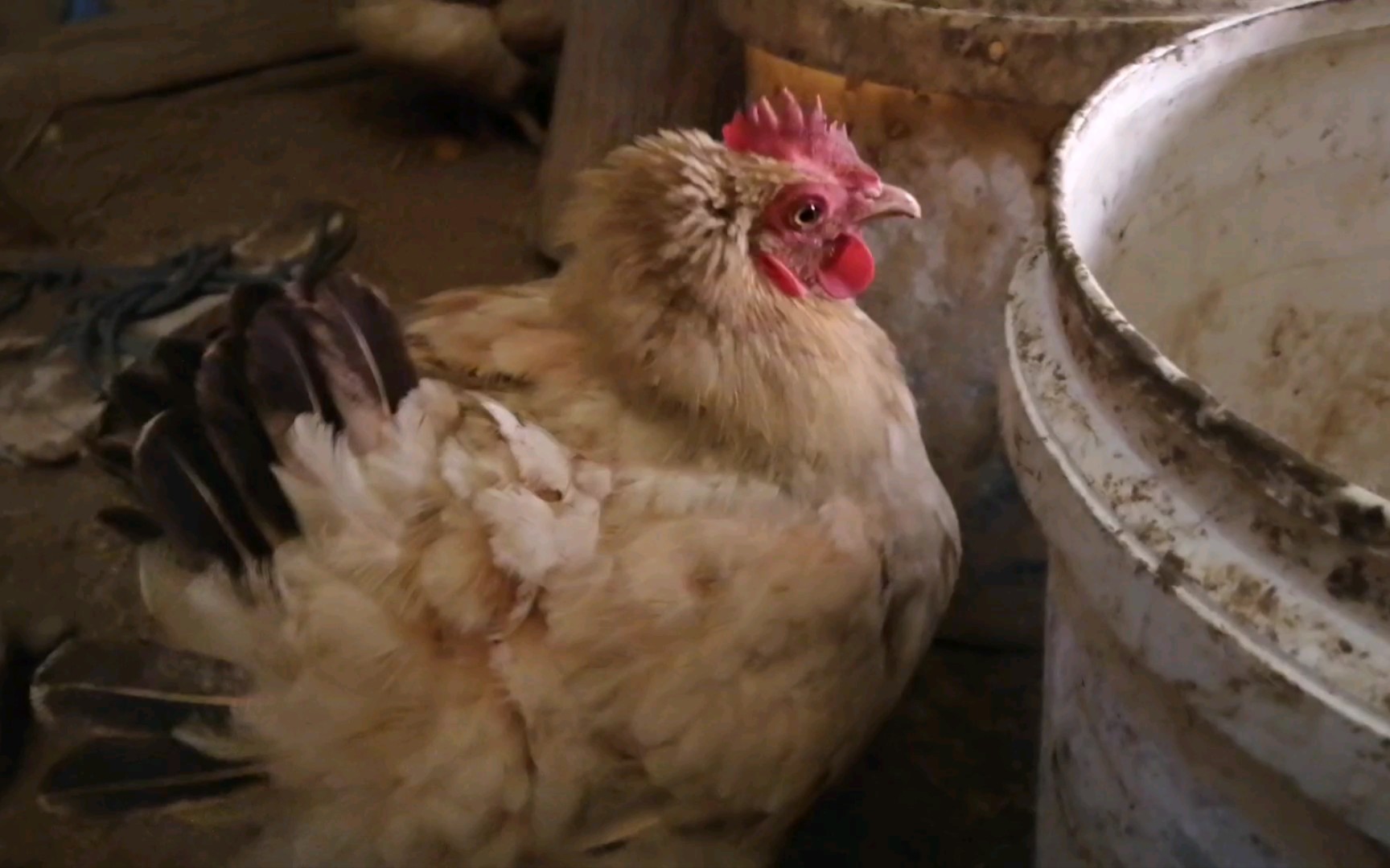 委屈的炸毛抱窝母鸡_哔哩哔哩_bilibili