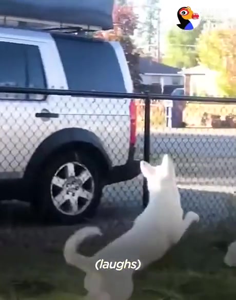 [图]Blind and deaf pup can sense when her human dad comes home.