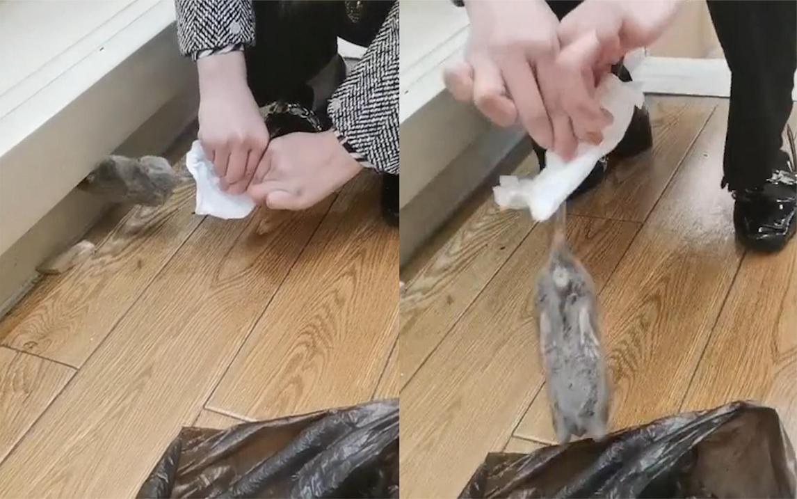 老鼠欲逃走女子徒手去抓,揪住尾巴一拽看懵闺蜜,网友直呼胆真大