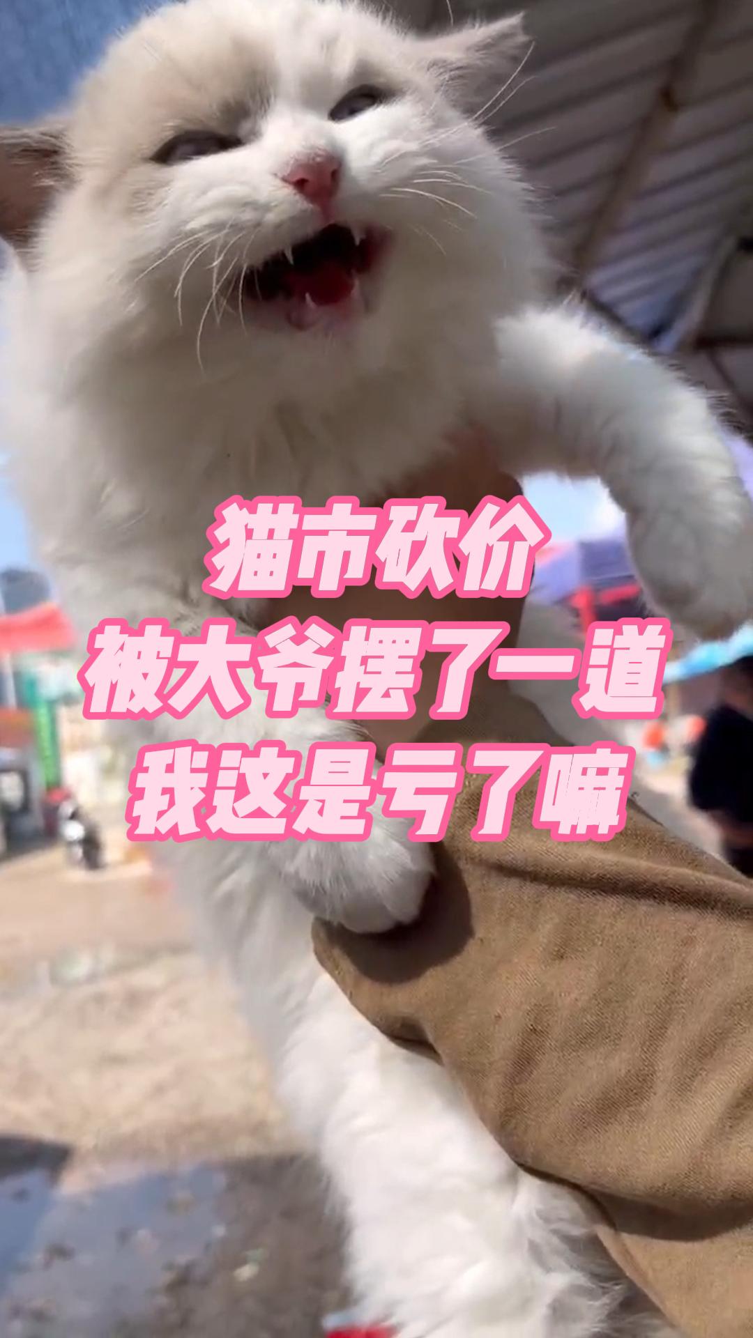 猫市砍价我亏了嘛哔哩哔哩bilibili