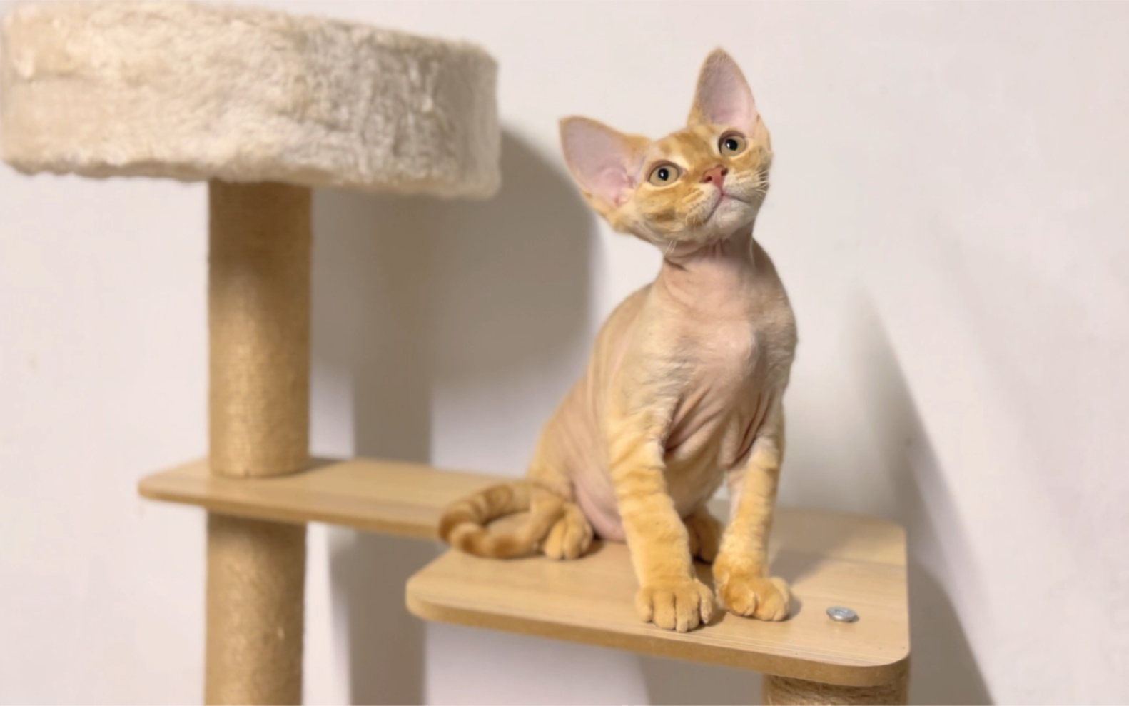 德文卷毛猫 | 超可爱红虎斑弟弟蹲新家啦