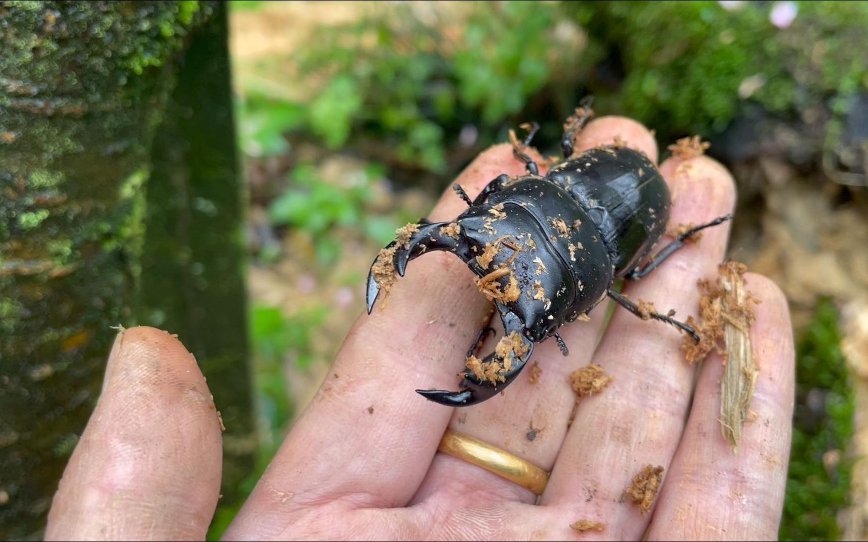 杭州甲虫野采 冒雨野采 抓到了大牙中大!