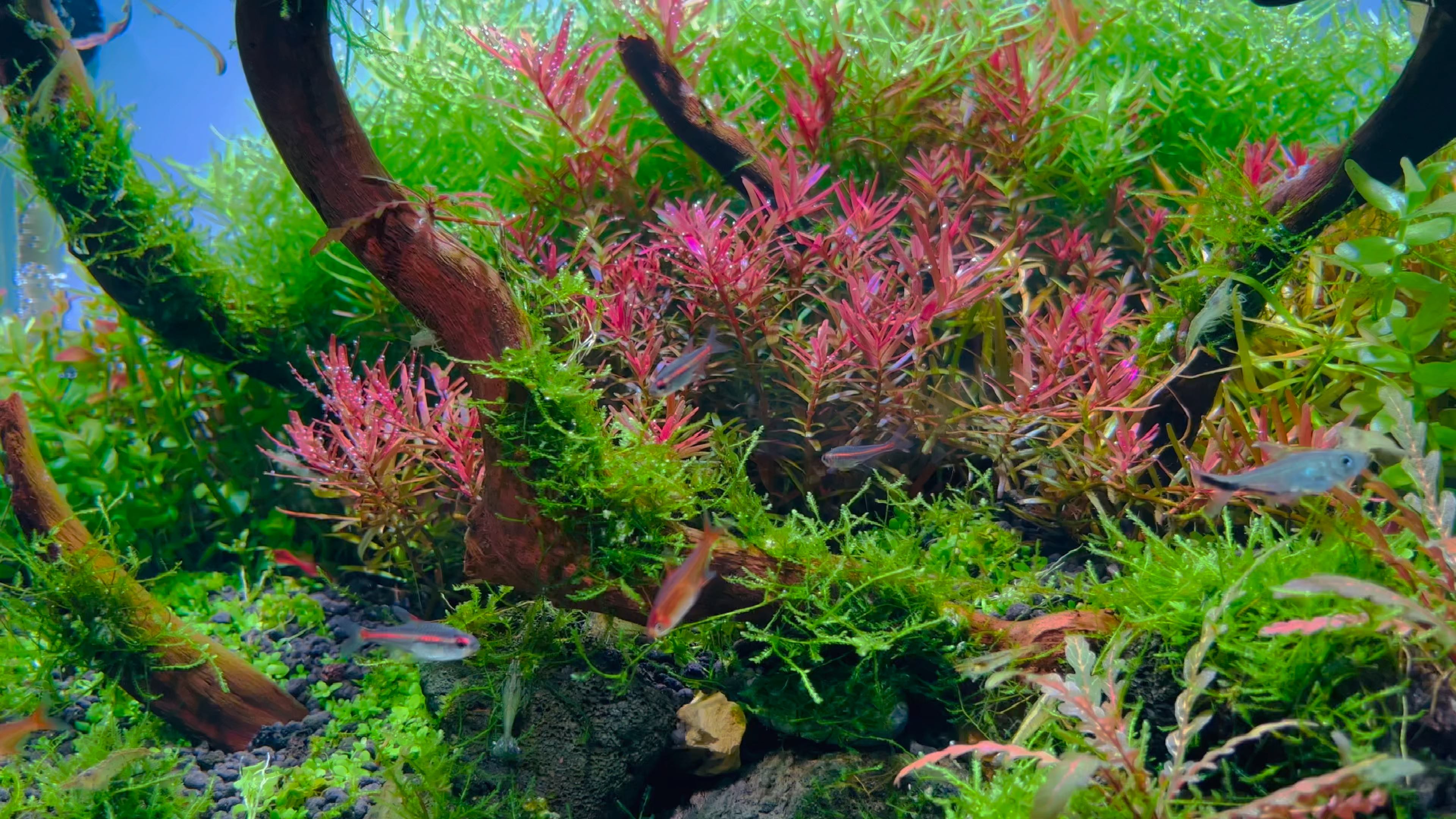 草缸的日常更新