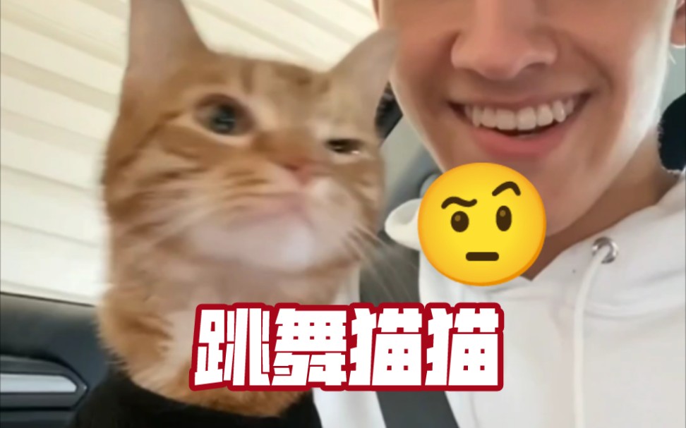 会跳舞的猫猫Kurt哔哩哔哩bilibili