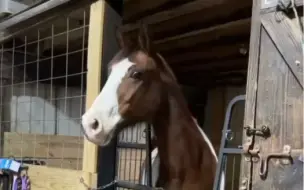 下载视频: 马生第一次看到斑马，惊呆了