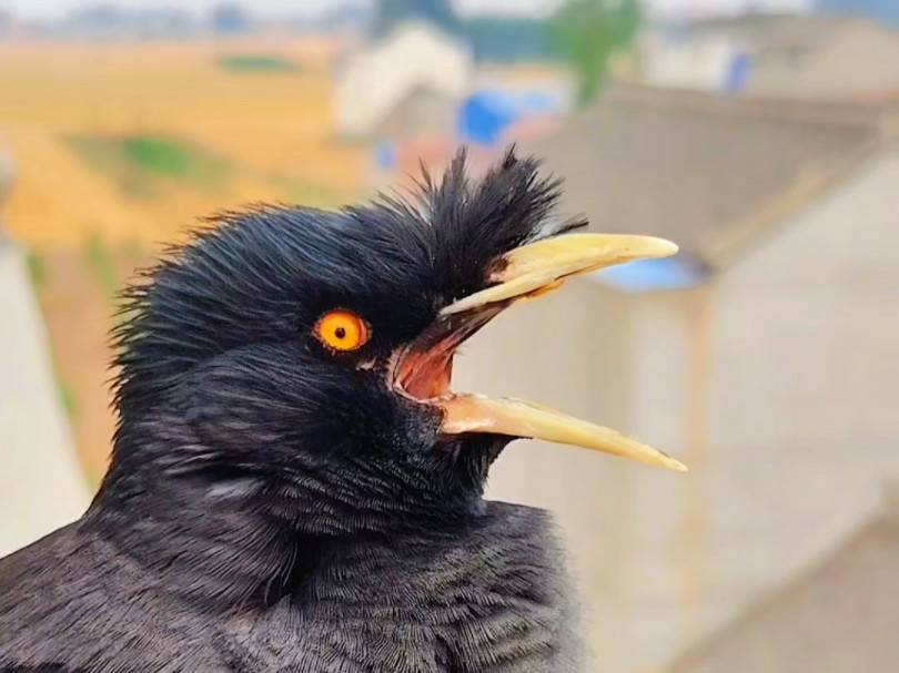 八哥小鸟爱唱歌:想你总会为自己找一个理由