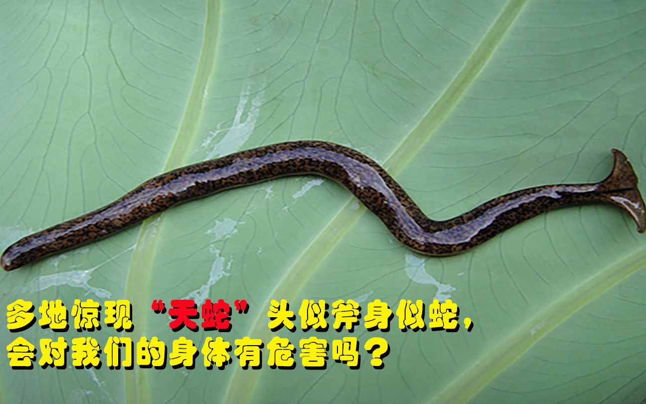 多地惊现"天蛇",头似斧头身似蛇,雌雄同体会吸血?对人体有危害吗?