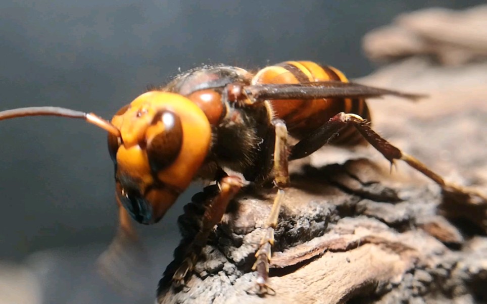 金环胡蜂毒性图片