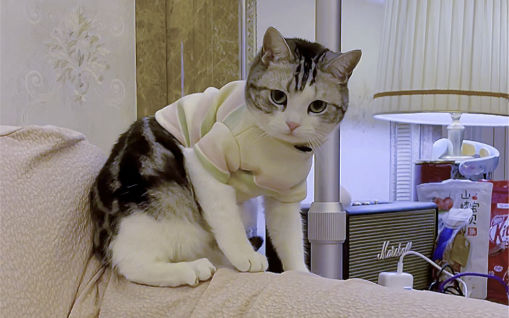 活动作品千万别给猫咪穿衣服