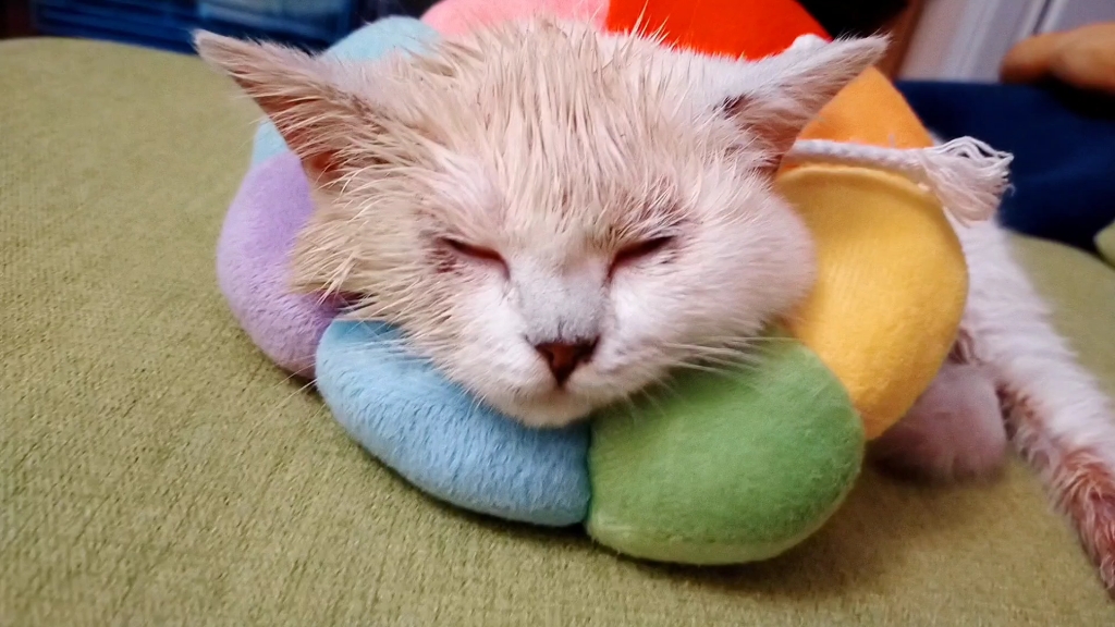 安心睡觉觉咯小可爱