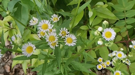 【原神】原神中毒玩家找到的甜甜花