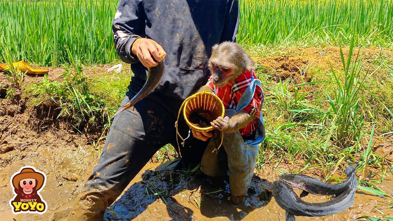 下午,叔叔带小猴yoyo去钓鱼