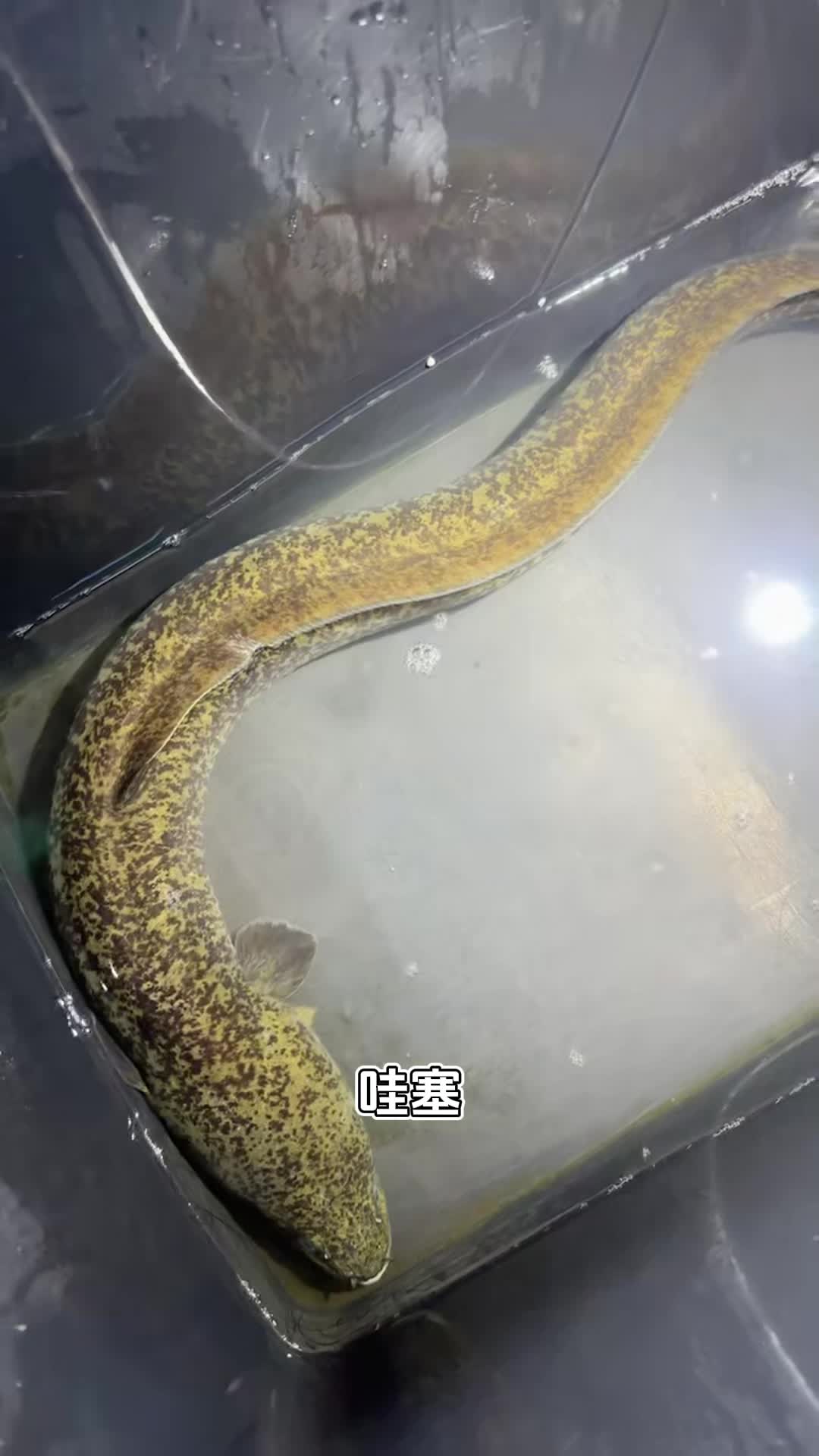 4月30日渔民大哥抓到黄花鳗1