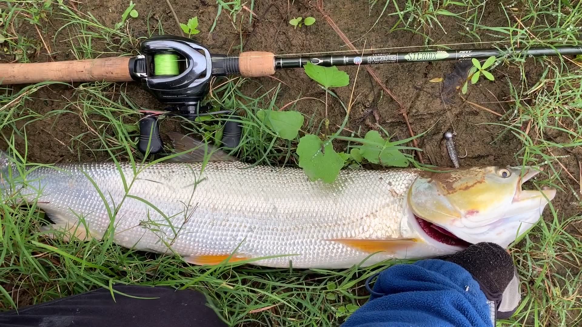 谁说鳡鱼没有牙齿 让你们看看什么叫锋利的牙齿 铅头钩中鳡鱼_哔哩