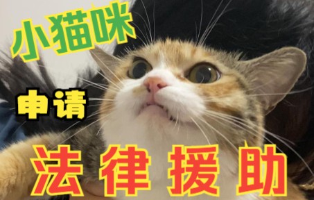小猫咪您是否需要法律援助?