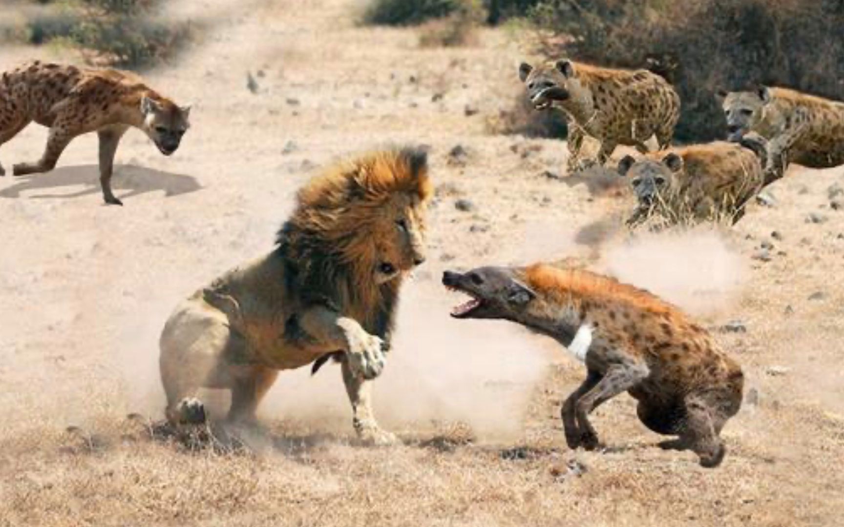 狮子与鬣狗大战:鬣狗攻击后门实在太损了,狮王怒把鬣狗撕成碎肉