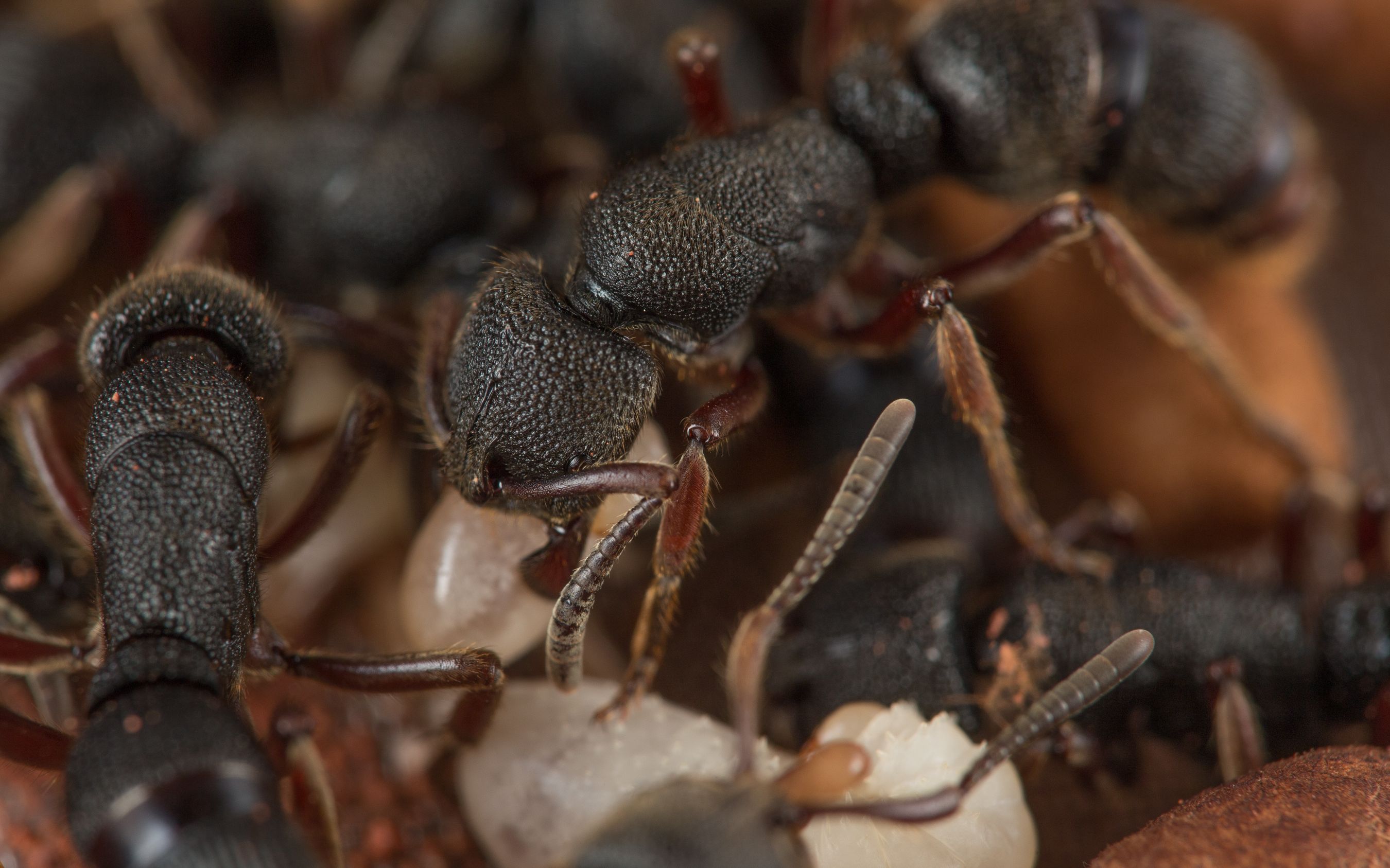 蚂蚁大战 红足修猛蚁vs红黑细长蚁 斗蚁_哔哩哔哩 (゜-゜)つロ 干杯