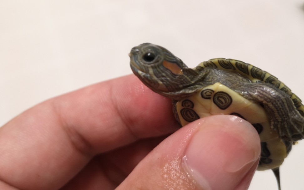 魔眼巴西龟 今天去市场遇到了三只魔眼巴西龟 太棒了!真的是太酷啦!