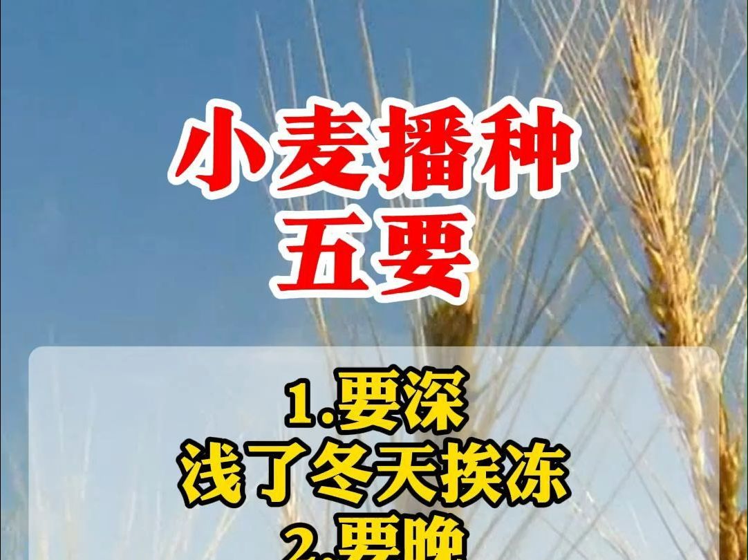 小麦播种五要,你知道吗?哔哩哔哩bilibili