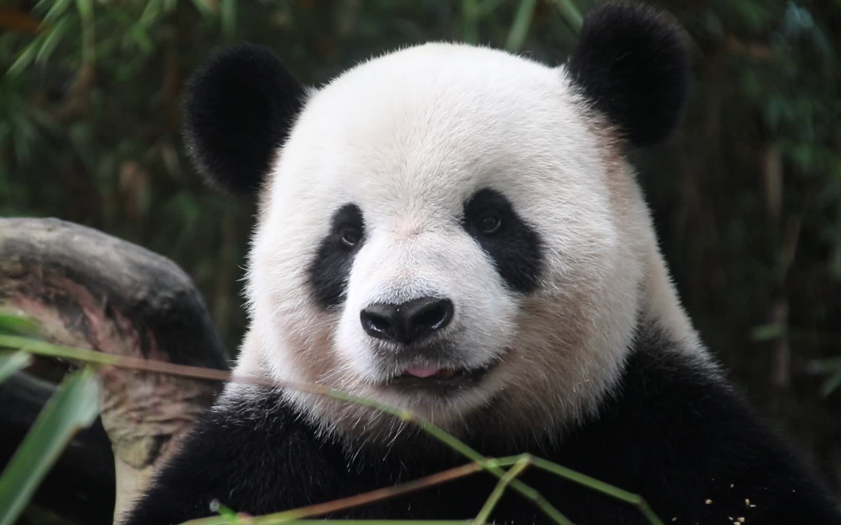 【大熊猫银柯】认真的吃窝头