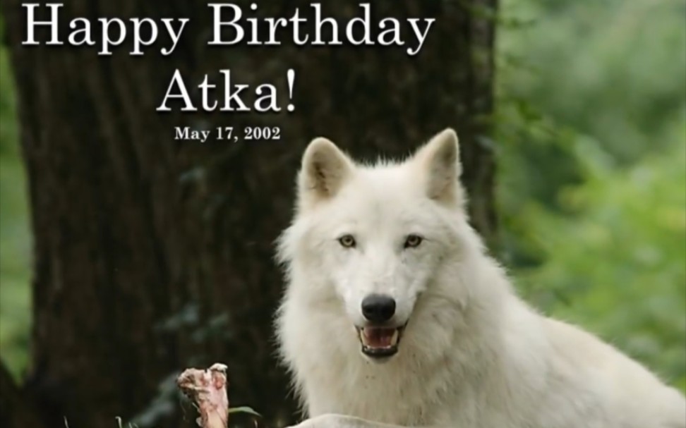 [图]生日快乐!Atka!北极狼Atka13岁的生日!2015年5月17日