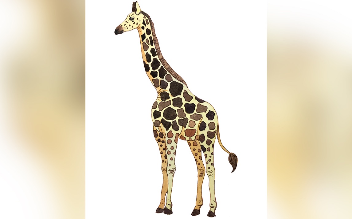 【水彩】超简单动物练习 手绘可爱长颈鹿 零基础