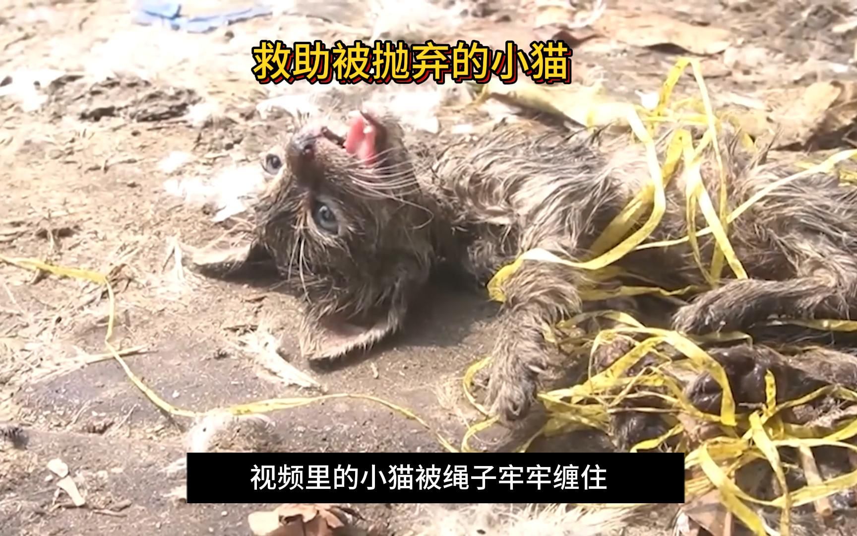 [图]猫幼崽被主人捆绑玩腻了后抛弃，还好被善良的铲屎官发现，获救之后泪目