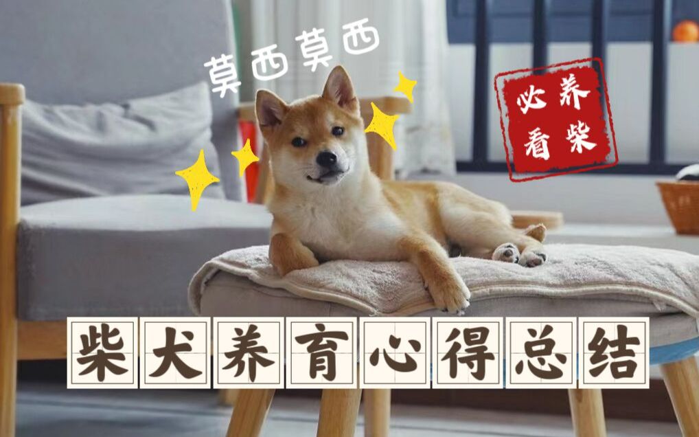 [图]新手养柴犬会遇到的问题