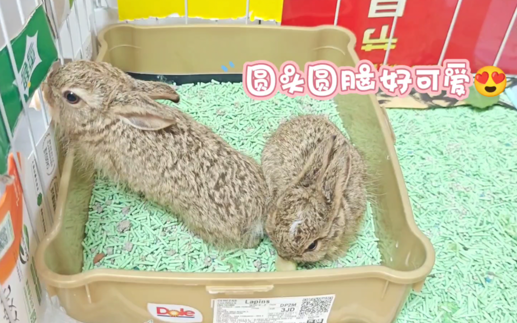 圆头圆脑～可可爱爱～(4月的小兔兔)