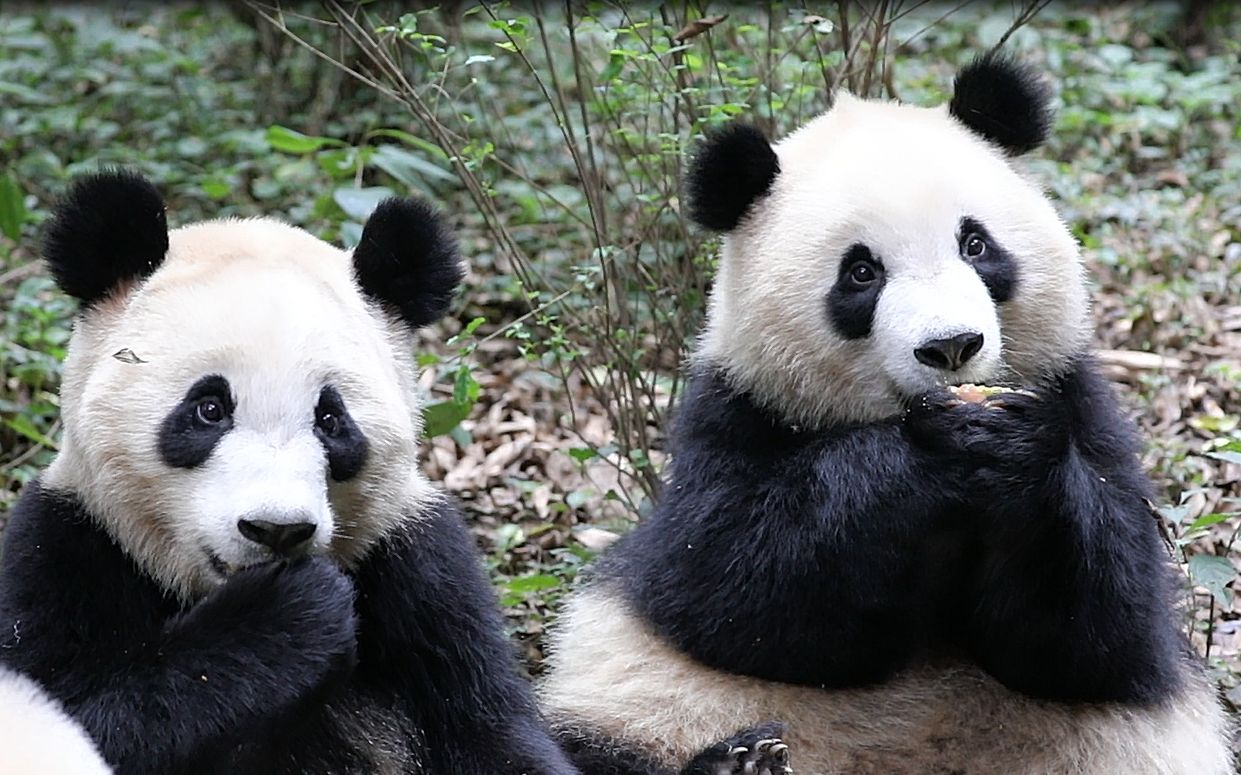 [图]奇一、星繁、肉肉幼年园时谭爷爷钓猫