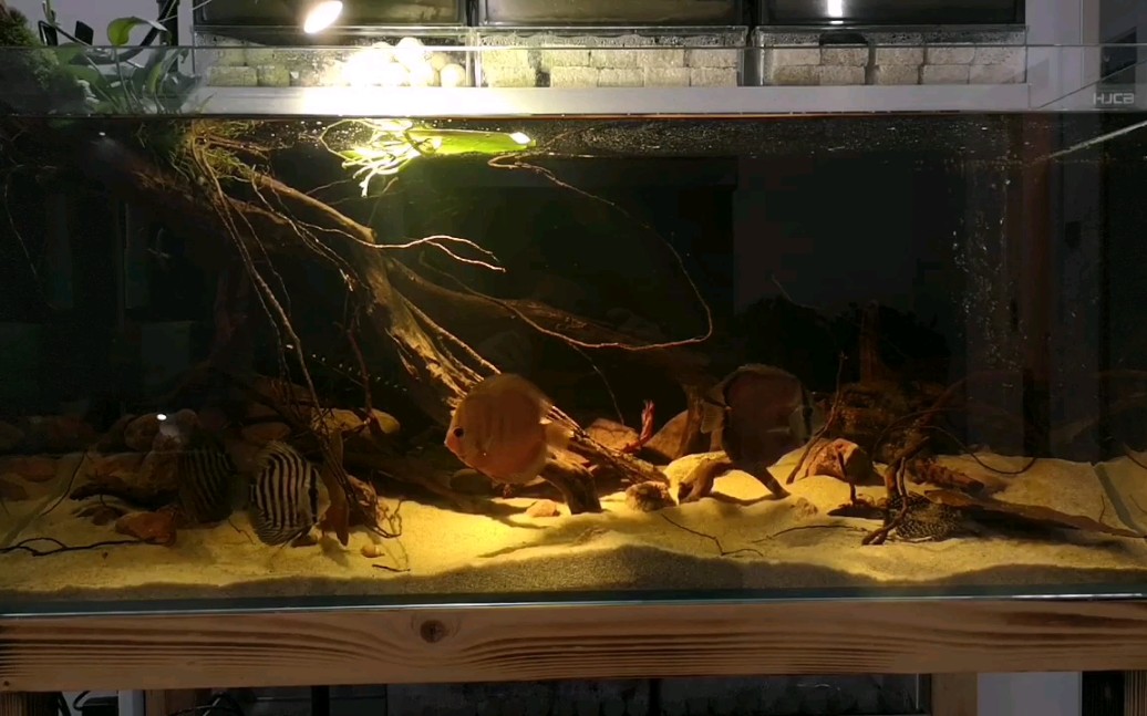 南美原生缸原生造景鱼缸造景