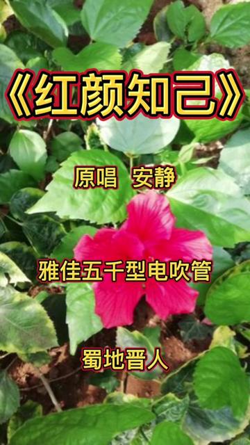 《紅顏知己》原唱安靜