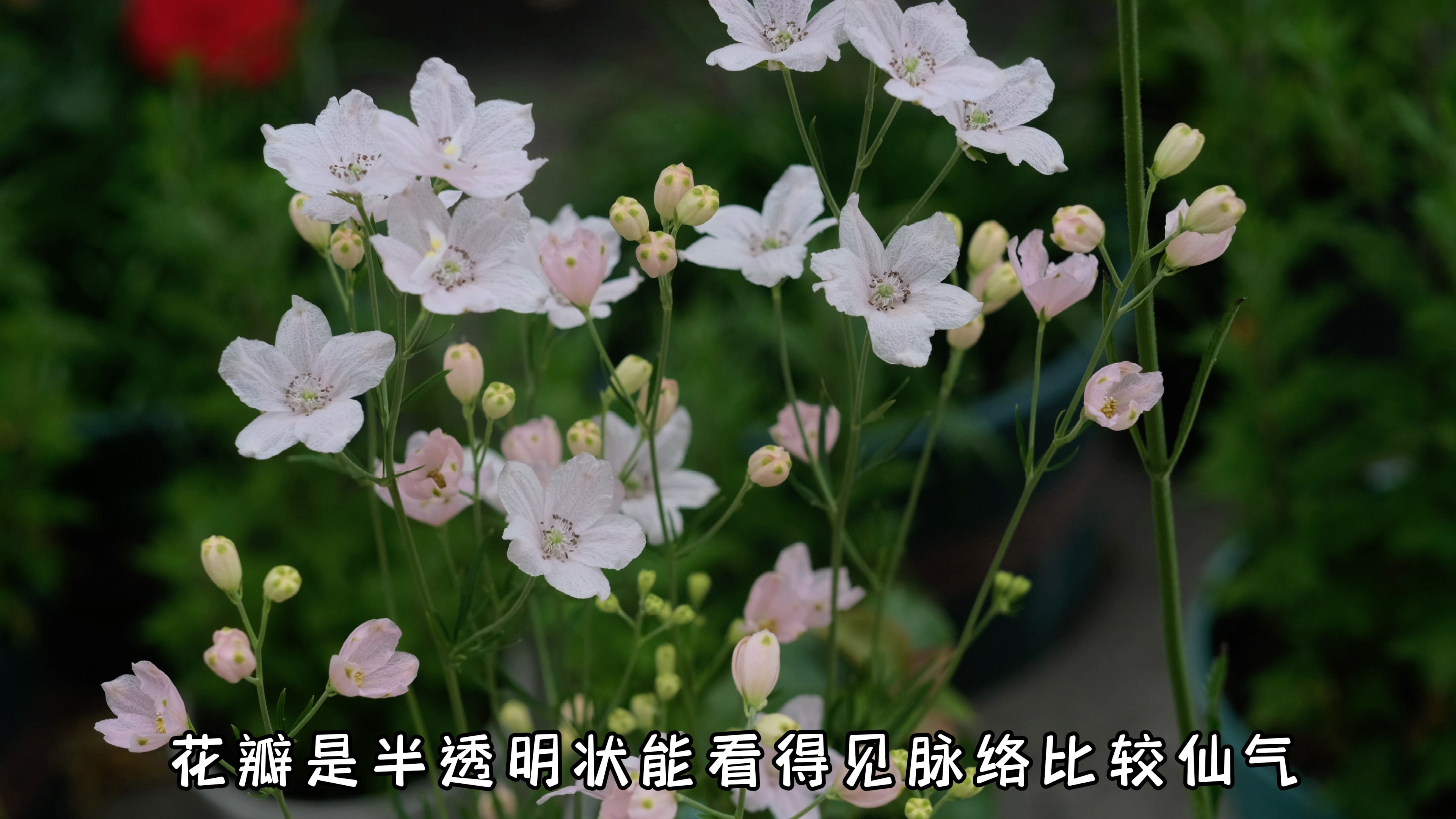 今日花卉推荐—小花飞燕草(建议横屏观看哟~)哔哩哔哩bilibili