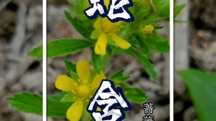 在民间被称为“咳嗽草”、“牙痛草”、“带状疱疹草”的植物它的中药名叫作蛇含,你见过吗?哔哩哔哩bilibili