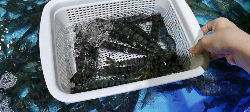 买虾,别人的虾跳到我的篮子里,我的虾跳回大水箱里_哔哩哔哩_bilibili