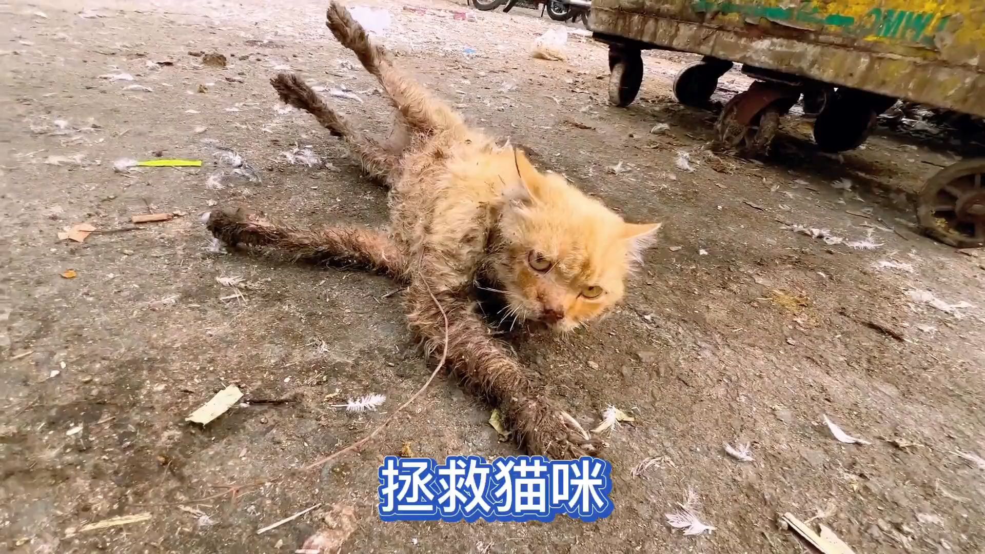 [图]拯救猫咪 一个爱与奇迹的故事