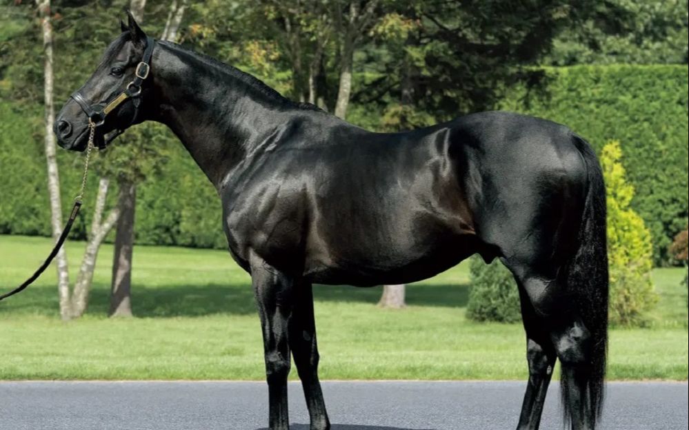 【德比赛马】高情厚意产驹冲击牝三冠实录(赤色神秘-生涯总览和配种