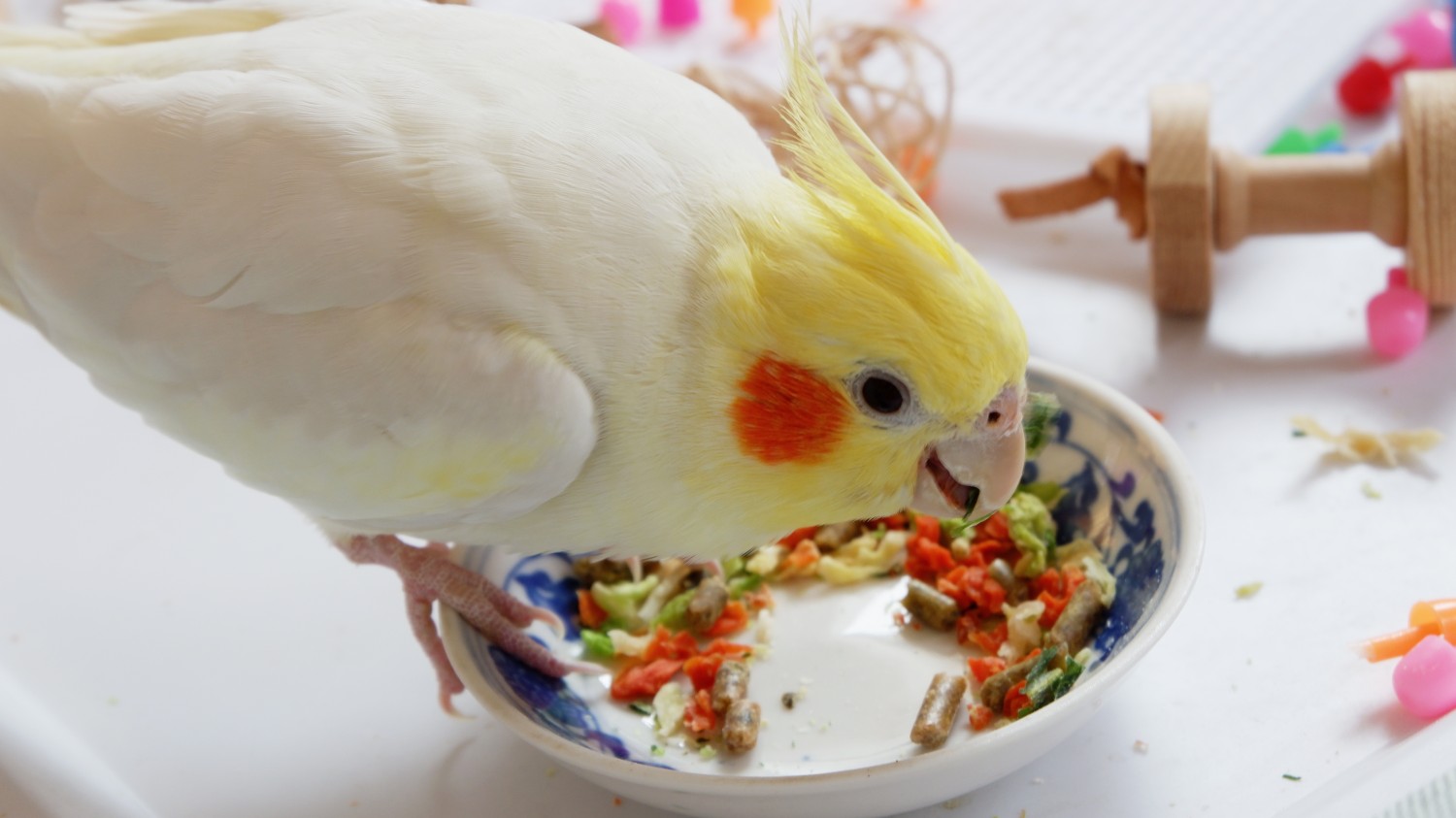 【玄凤鹦鹉】吃吃吃吃吃吃吃