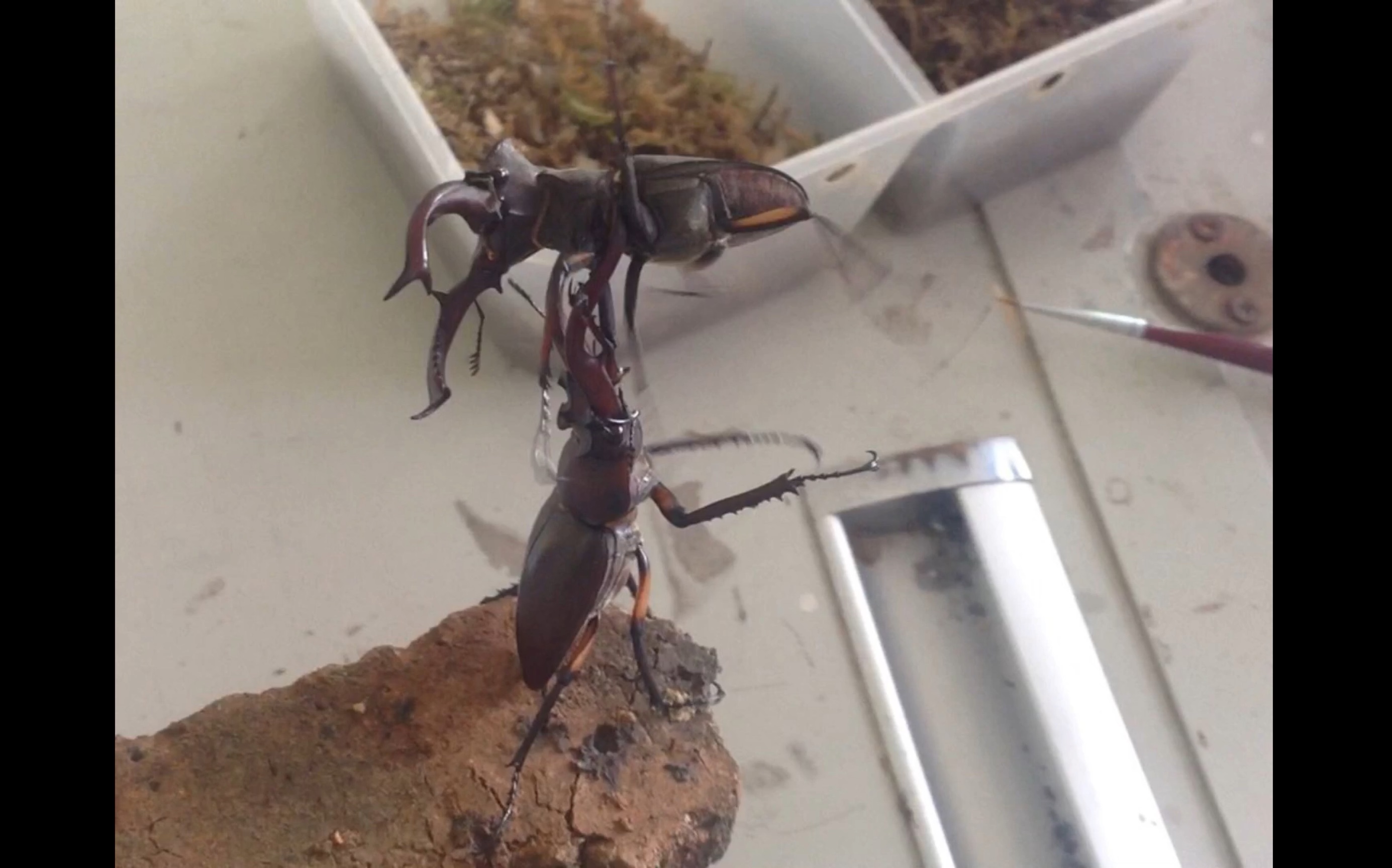 【斗虫】疯狗vs老狗