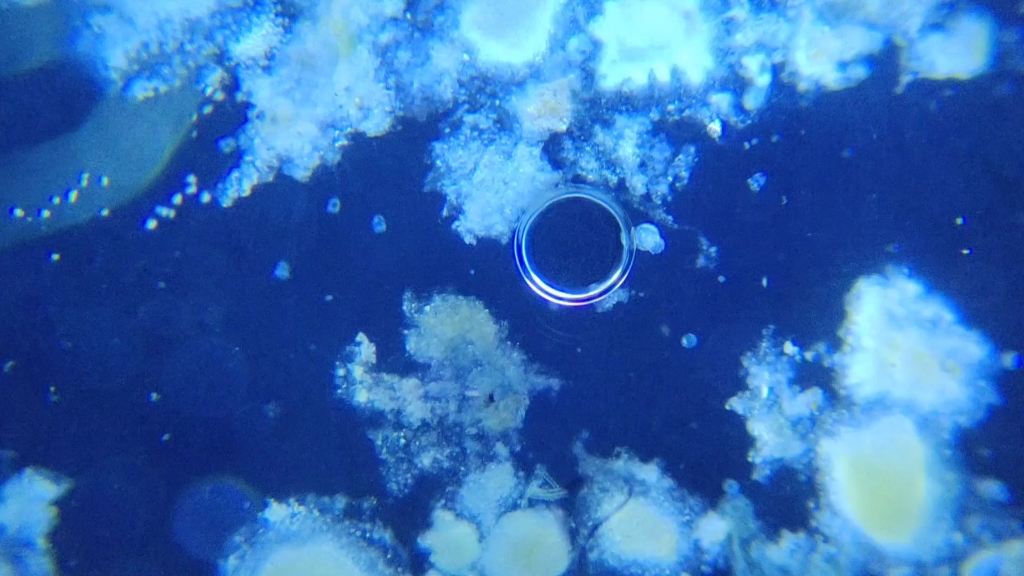 显微镜下的水中杂质.(暗场)