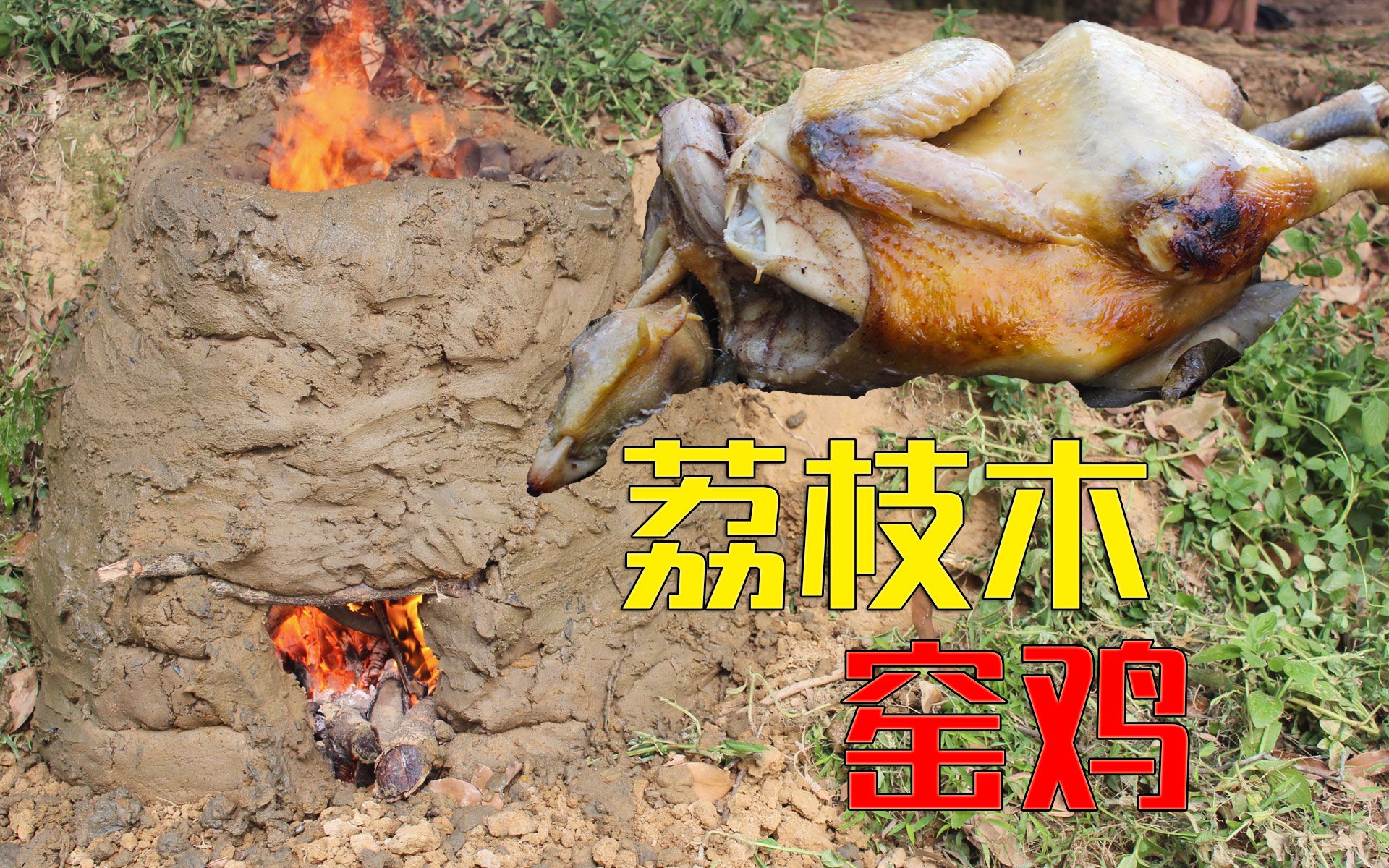 荔枝木窑鸡野外生存的佼佼者