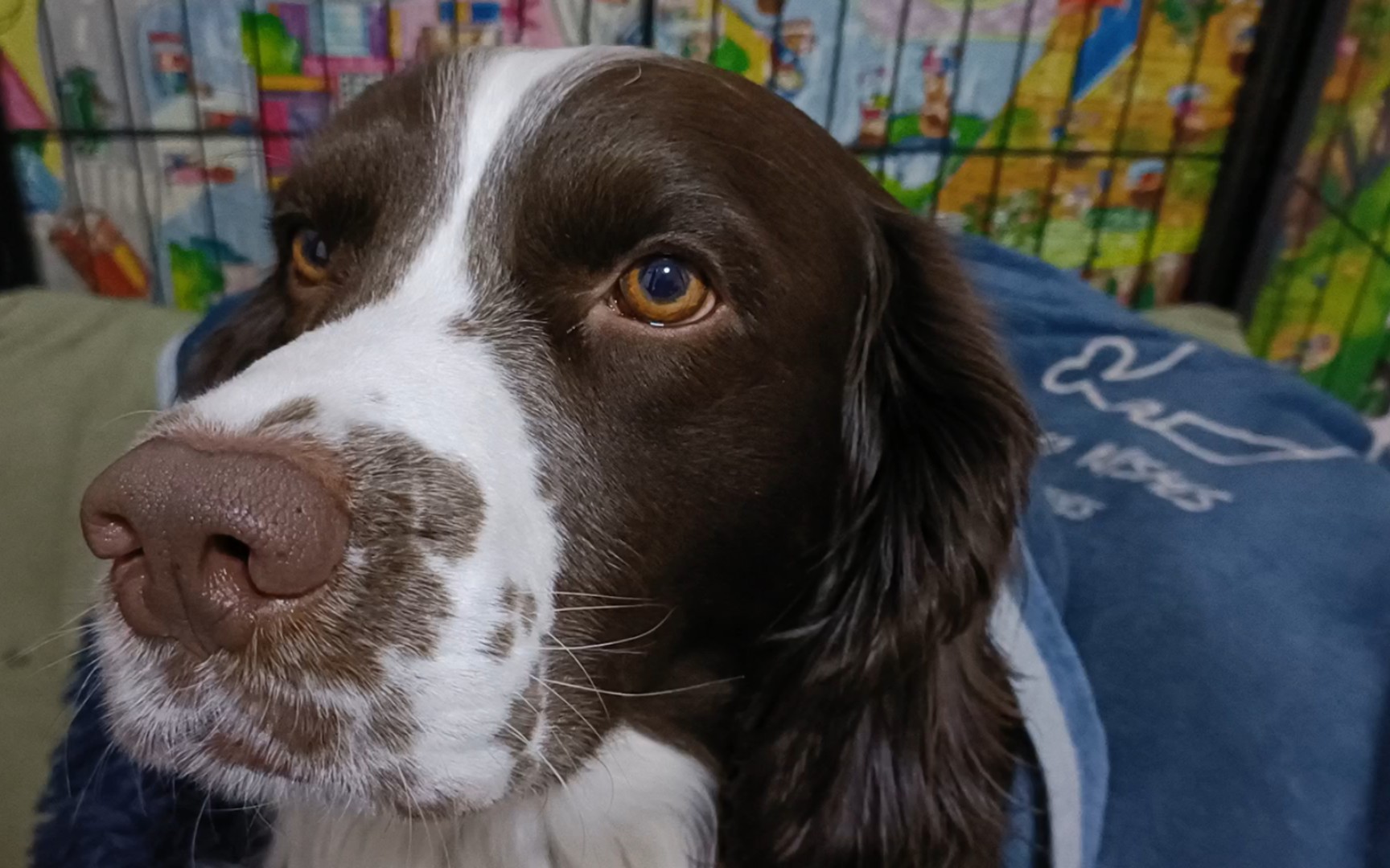 【史宾格】一个干净小狗