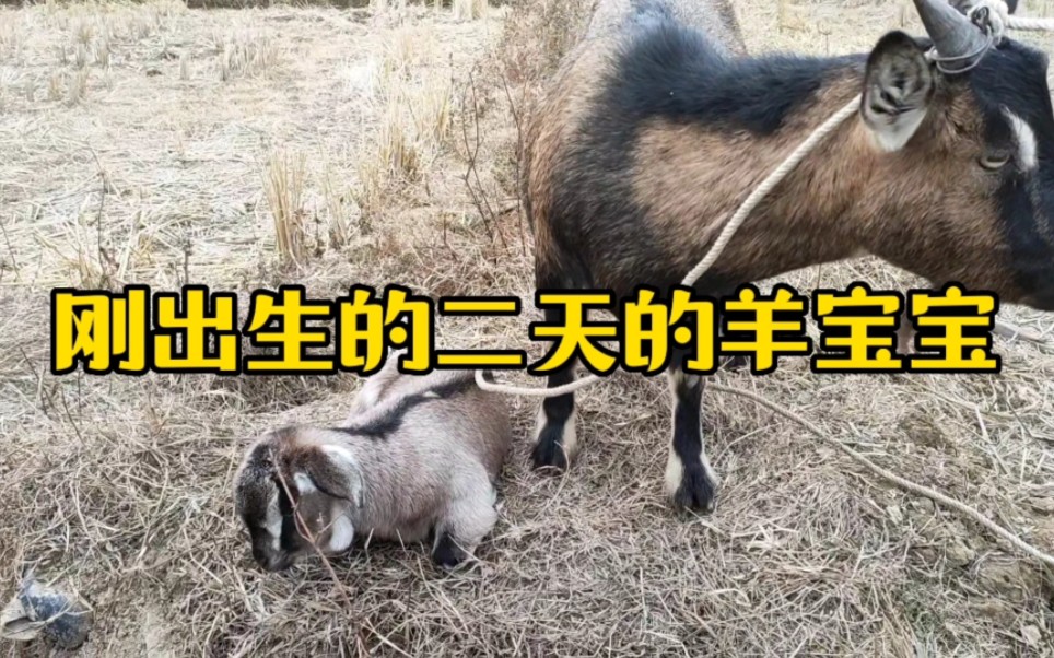 来看下农村刚出生的二天的羊宝宝