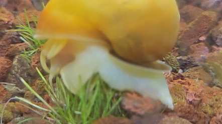 跳动的心脏 鱼缸里的水螺