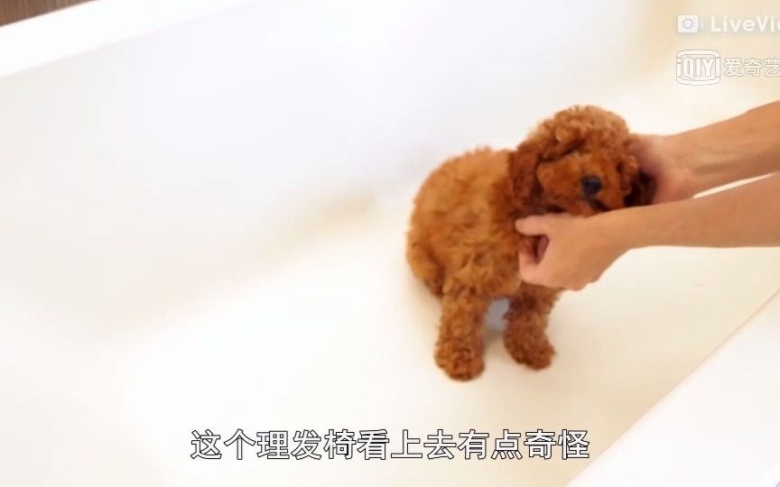 《小狗的奇妙世界》贵宾犬鲁比哔哩哔哩bilibili