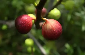 无花果你确定不种两棵？阳台盆栽都能结果，比种花还有成就感