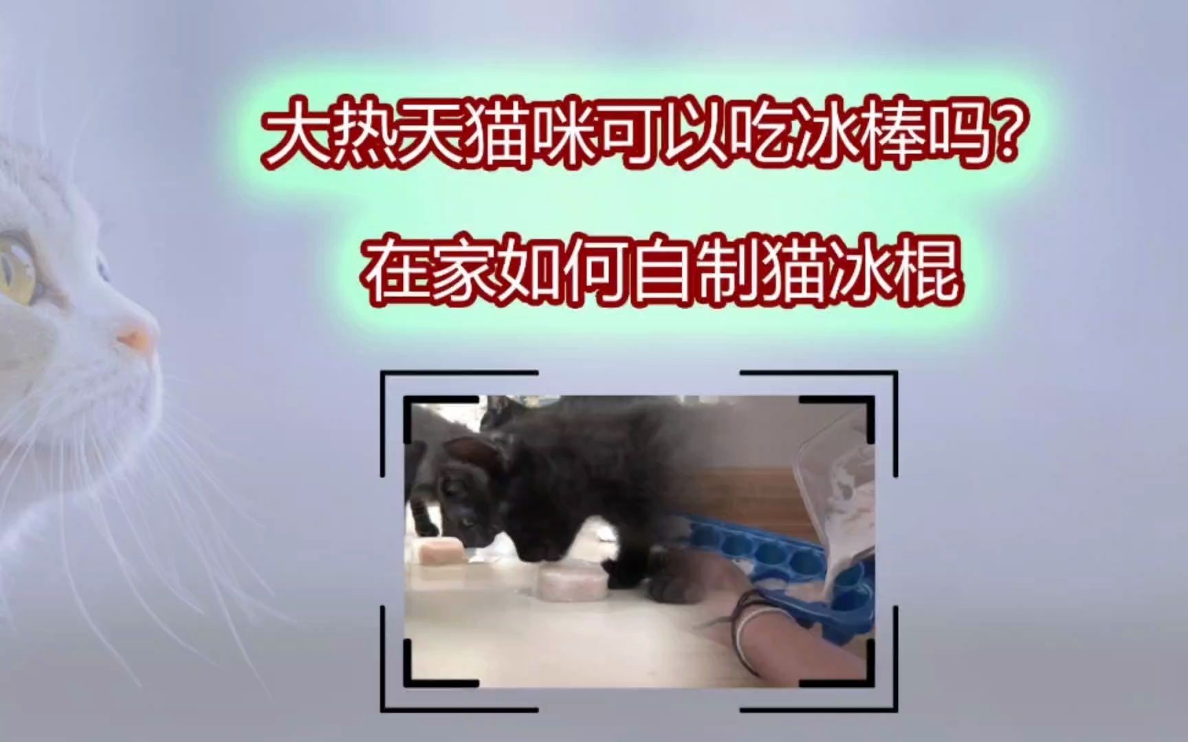 大热天猫咪可以吃冰棒吗?在家如何自制猫冰棍哔哩哔哩bilibili