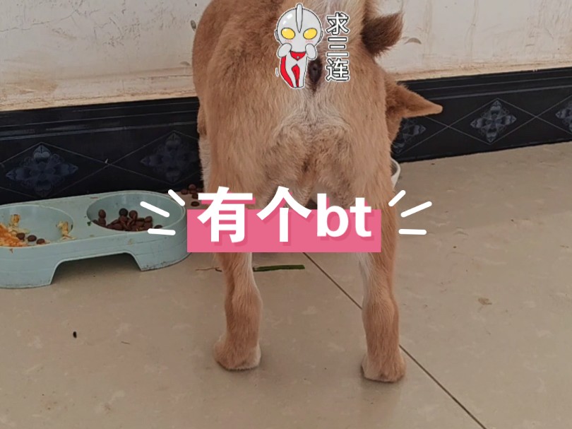 大柴今天又在客厅拉shi哔哩哔哩bilibili