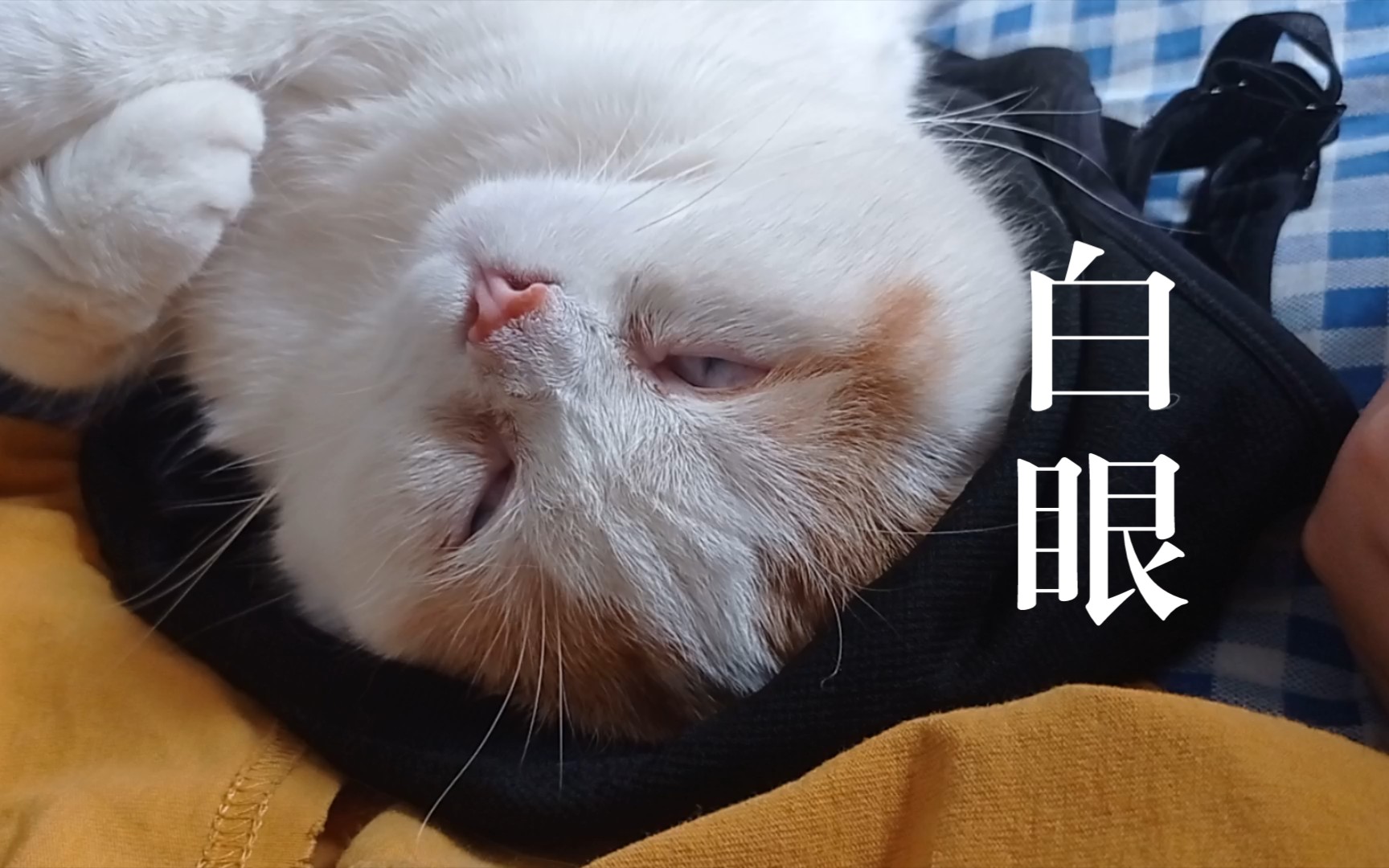 活动  睡着翻白眼的猫哈哈哈哈哈