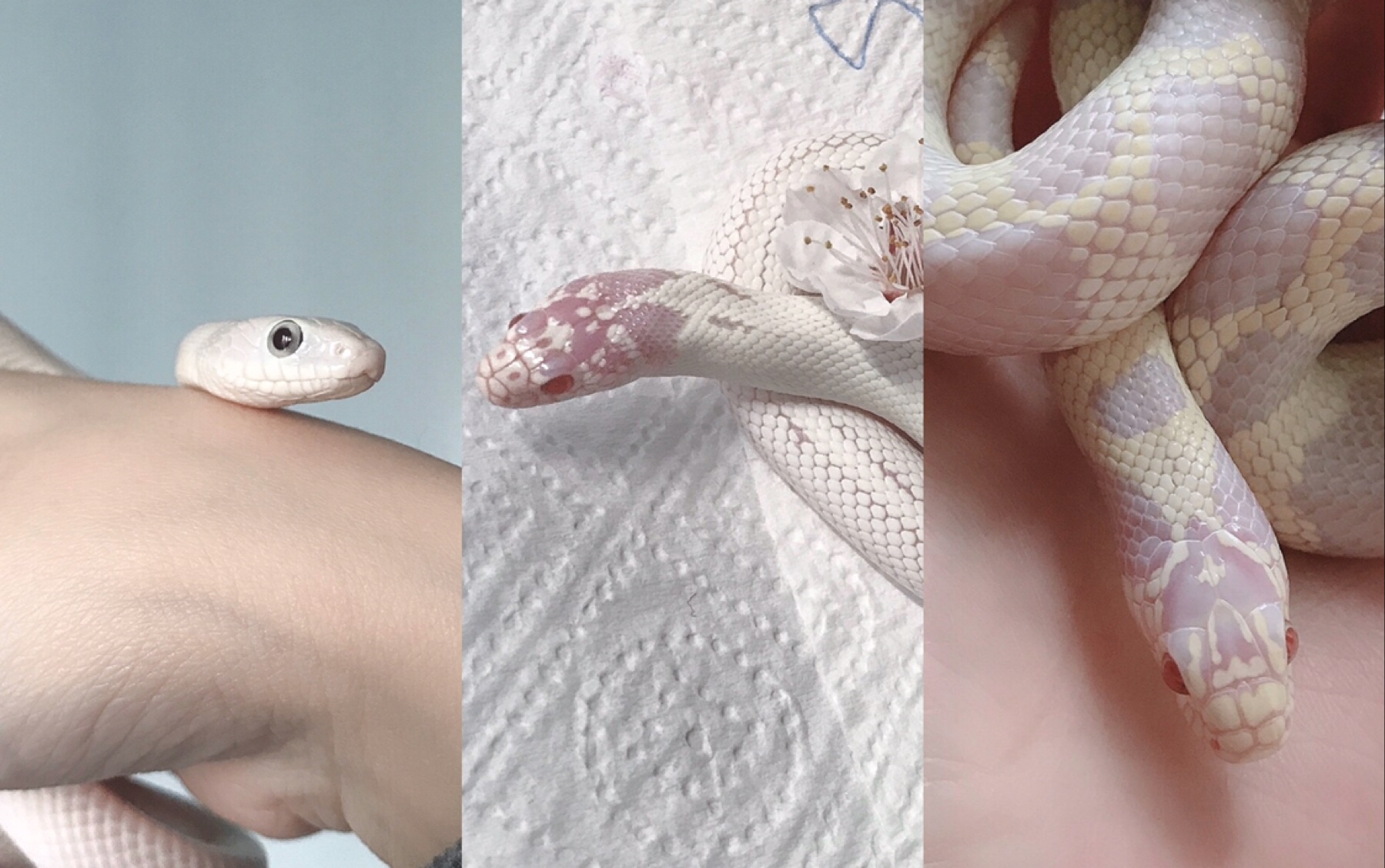 加州王蛇白娘娘春天了人都清醒多了爬起来铲屎